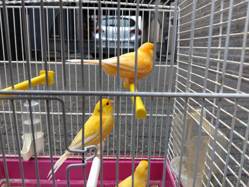 Kanarie, Dieren en Toebehoren, Vogels | Kanaries