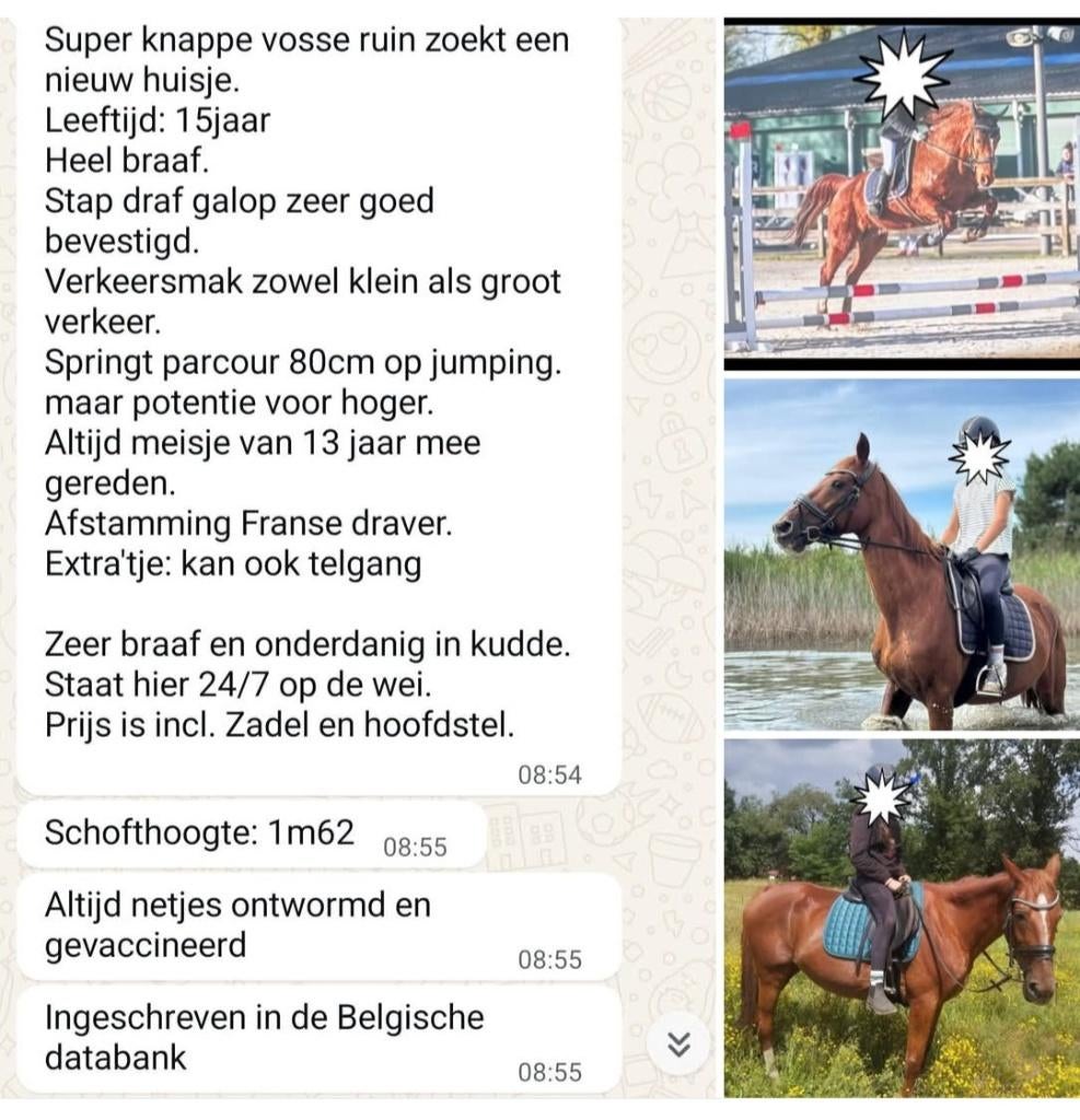 Ruin 16j, Dieren en Toebehoren, Springpaard, Ruin, Zadelmak, Ontwormd