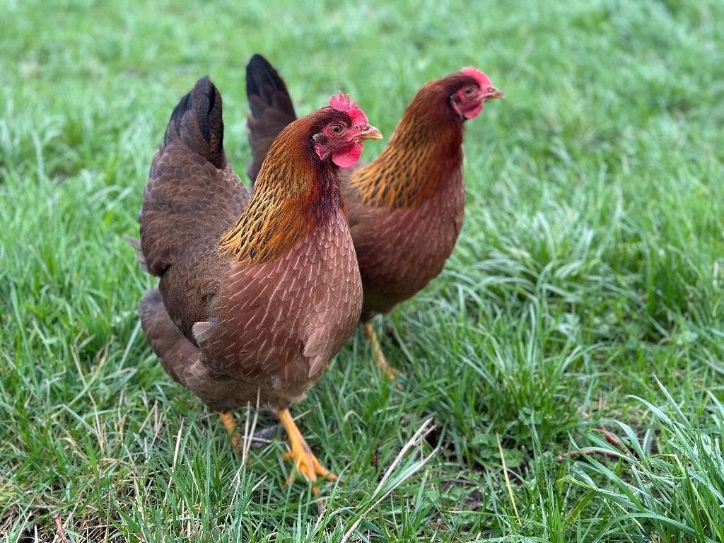 Jonge tamme Welsumer kippen gesekst en ingeënt, Animaux & Accessoires, Volatiles, Femelle, Poule ou poulet