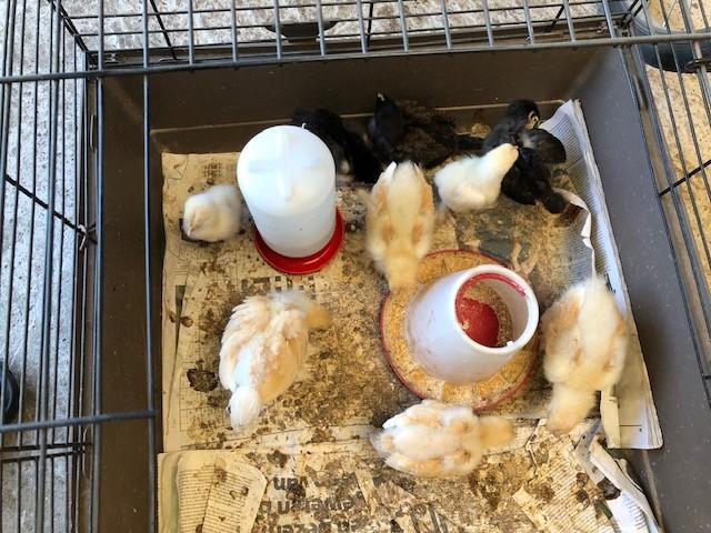 6 brahma lemon pyle kuikens, Dieren en Toebehoren
