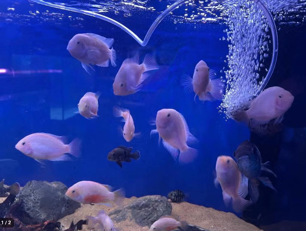 Amatitlania nigrofasciata Albino Convict Cichlide, Dieren en Toebehoren, Vis, Zoetwatervis