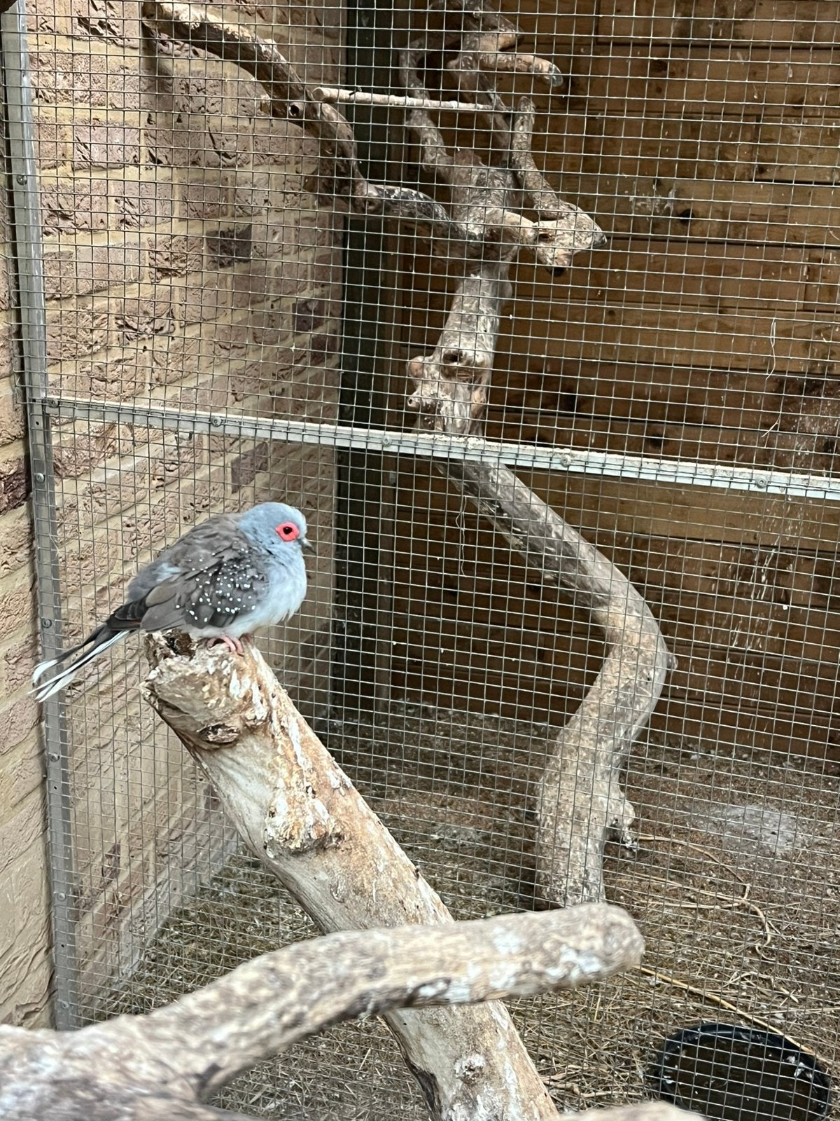 2 diamantduifjes, Dieren en Toebehoren