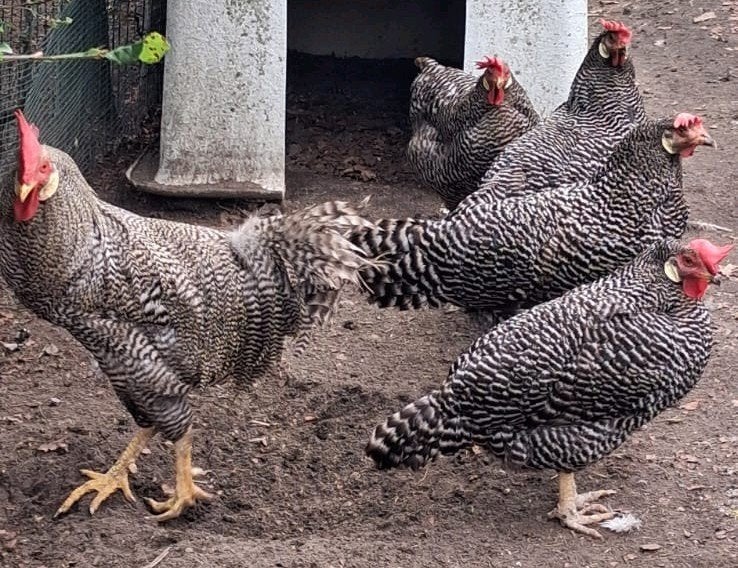 Leghorn, Dieren en Toebehoren, Pluimvee