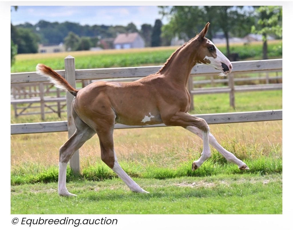 !Paard gezocht!, Avec pedigree, 165 à 170 cm, Ne s'applique pas, 0 à 2 ans