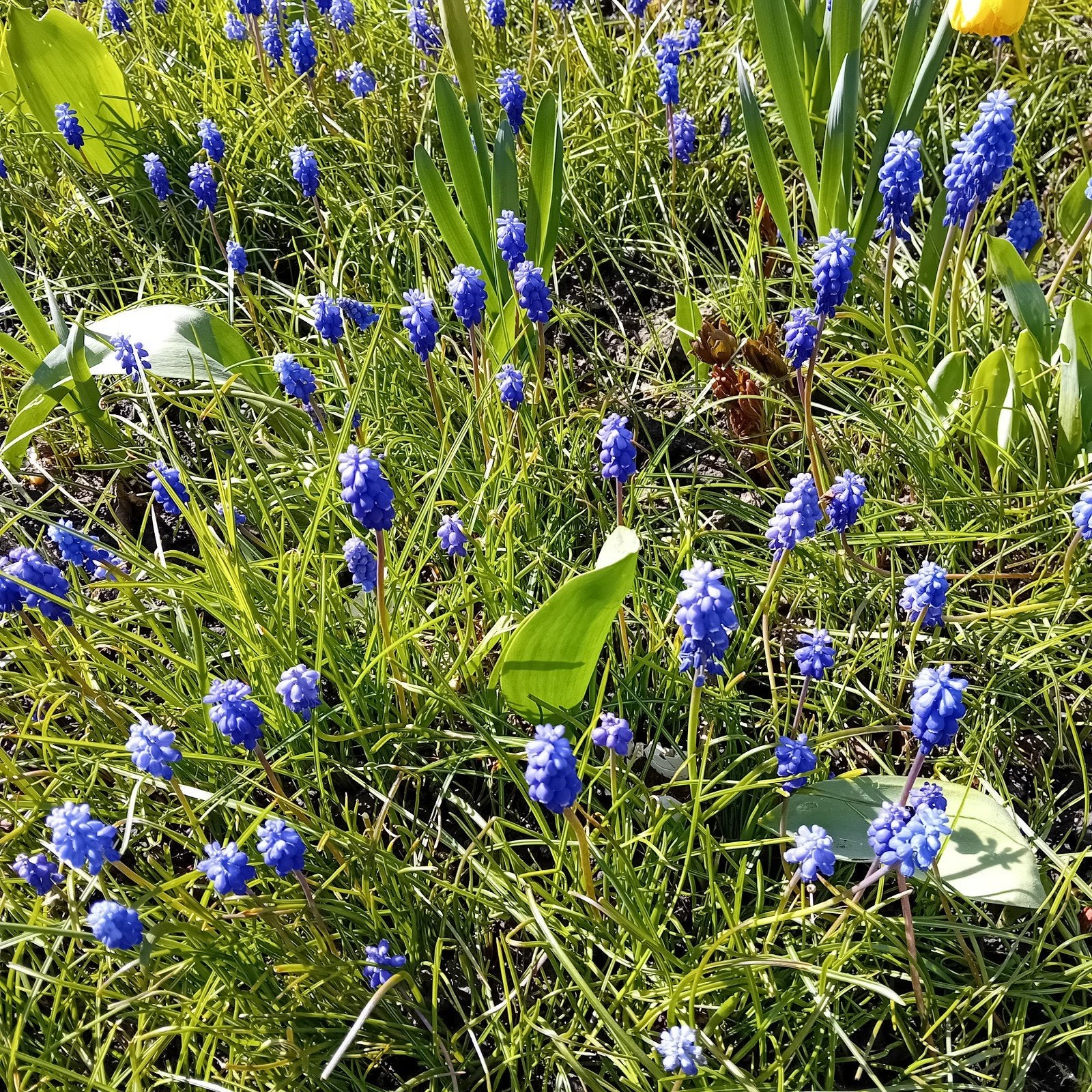 Fleur vivace  Muscari, Jardin & Terrasse, Enlèvement
