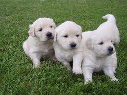 Chiots Golden Retriever, Golden retriever, Plusieurs, Hépatite contagieuse (maladie de Rubarth), Belgique
