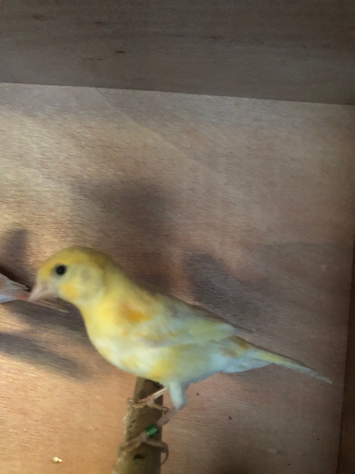 Mooi kanaries koppel, Dieren en Toebehoren, Vogels | Kanaries