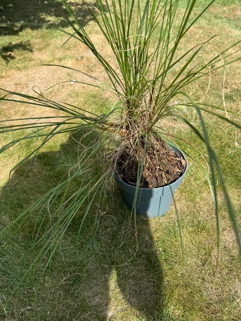 Siergras, Tuin en Terras, Ophalen
