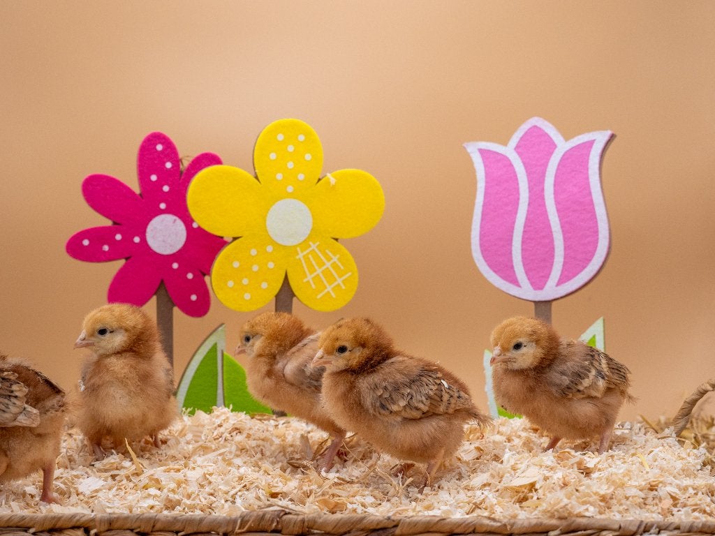 Jonge tamme Rhode Island Red kuikens gesekst en ingeënt