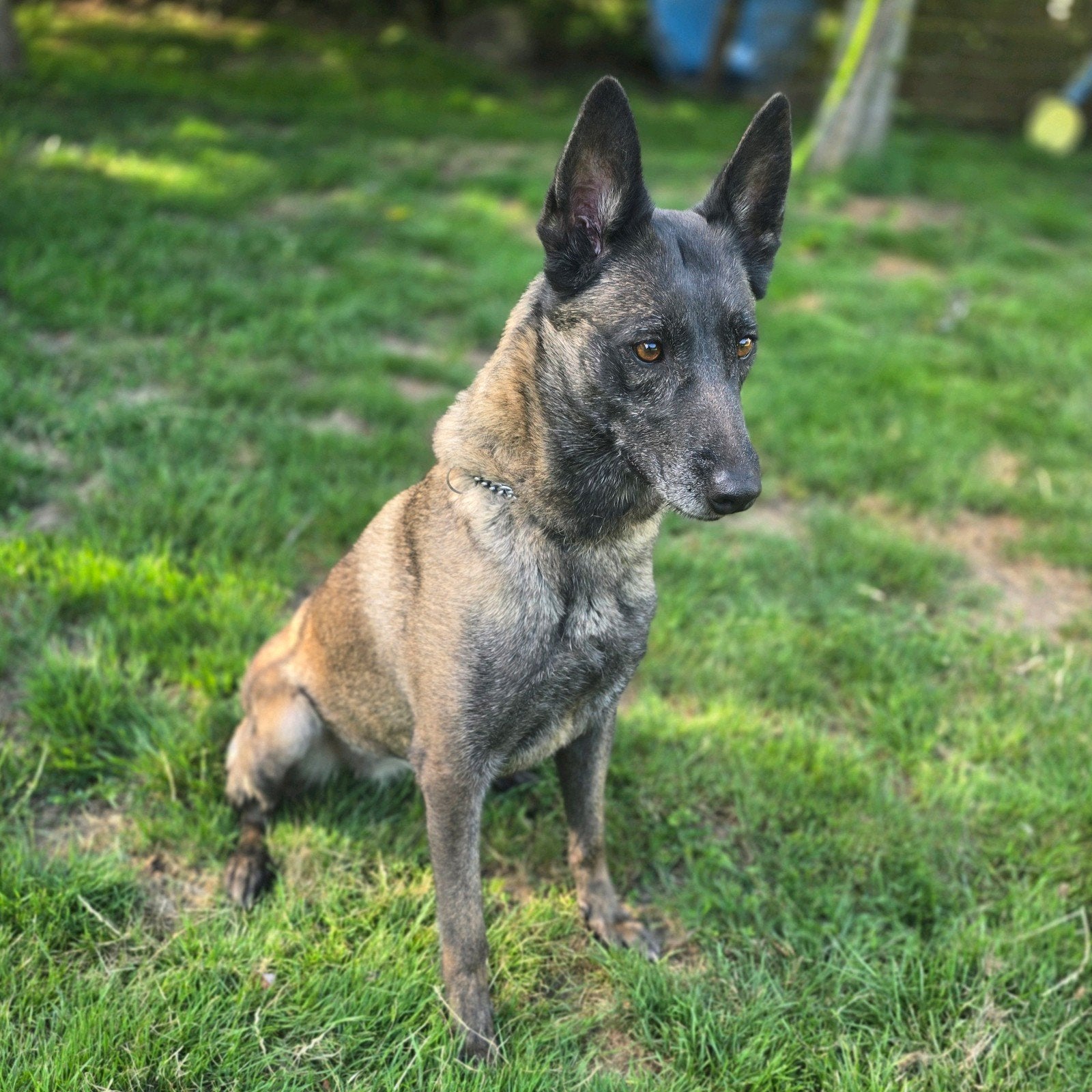 Mechelse herder teef, Dieren en Toebehoren, België, Fokker | Hobbymatig, Teef, Eén hond