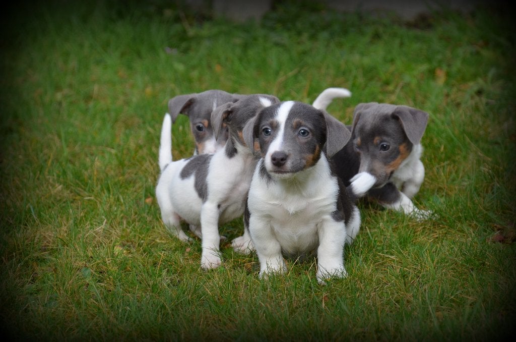 Chiots Jack Russell bleus, Animaux & Accessoires, 15 semaines à 1 an, Maladie de Carré (chiens), Éleveur | Professionnel, Plusieurs