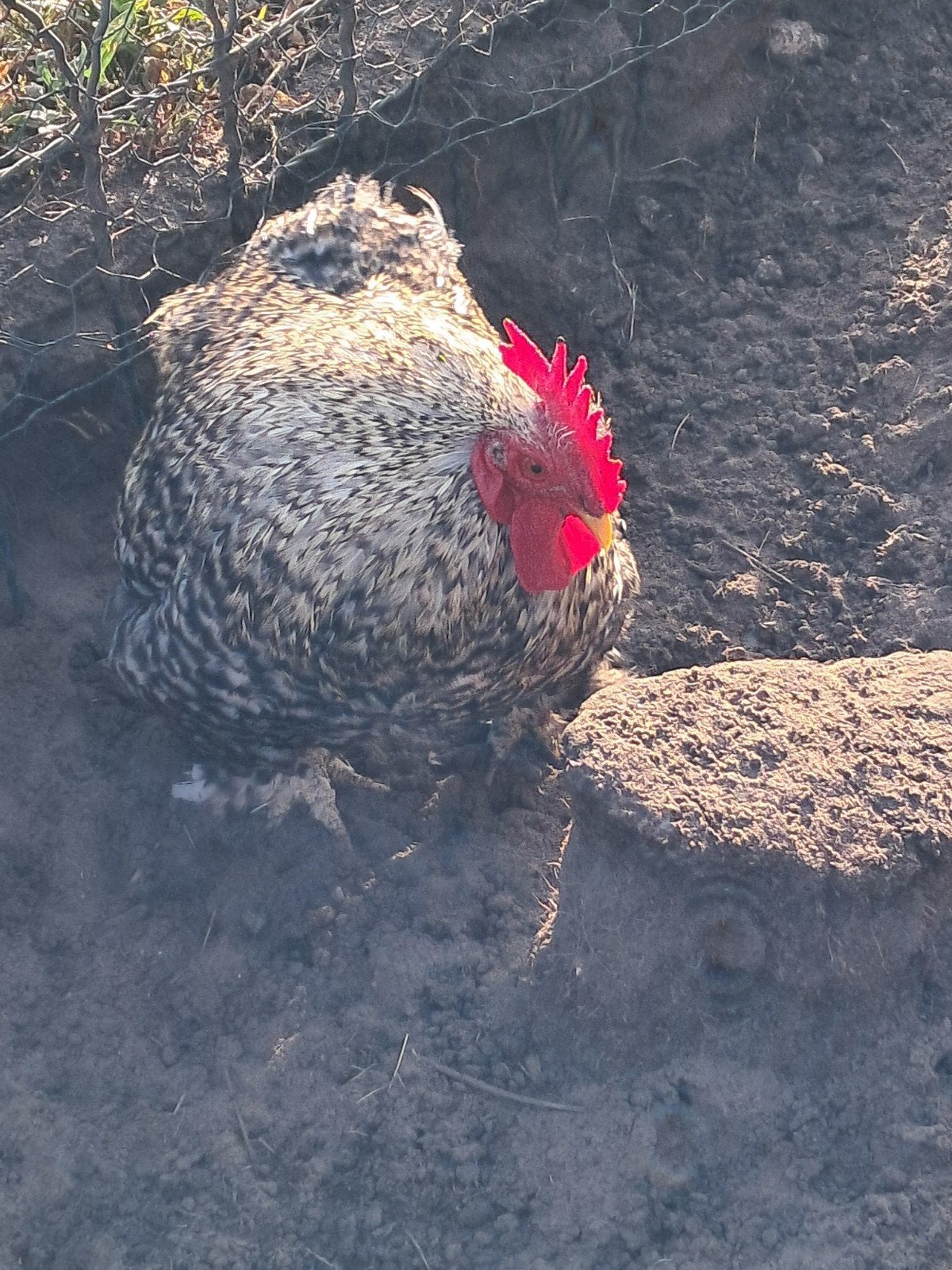 Chochinhaantje zoekt kippenren, Dieren en Toebehoren, Pluimvee
