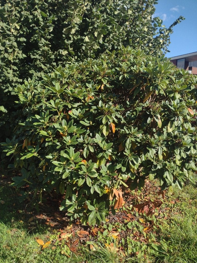 sierstruik Rhododendron gratis, Ophalen, Rhododendron