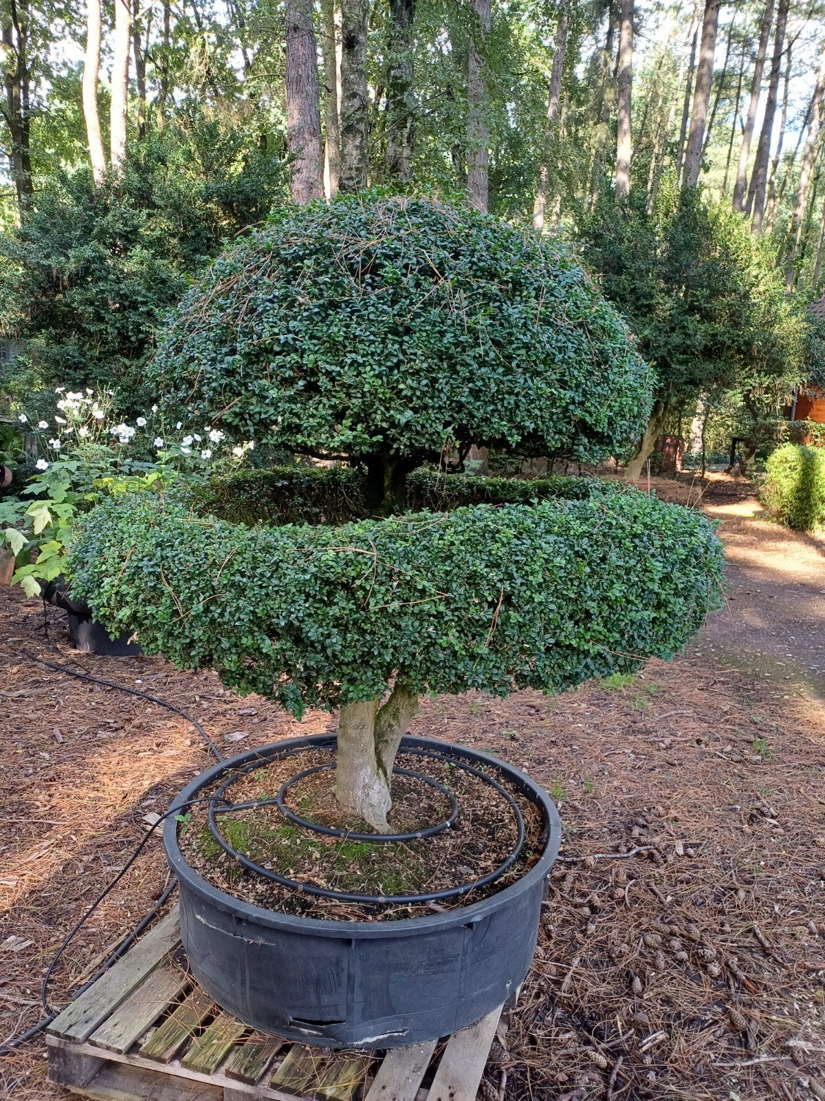 buxus bonsai oud, Jardin & Terrasse, Enlèvement