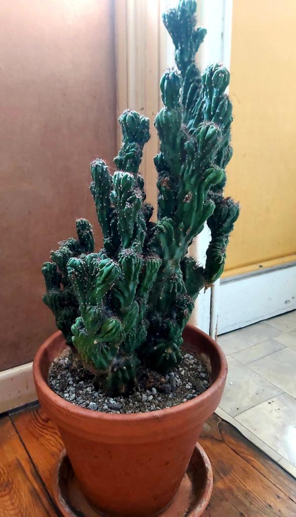 Cierge du Pérou, Enlèvement, Cactus
