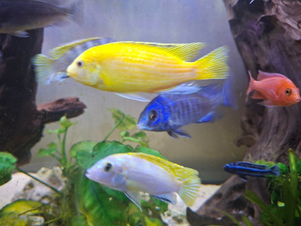 Labidochromis caeruleus, Dieren en Toebehoren, Vis, Zoetwatervis