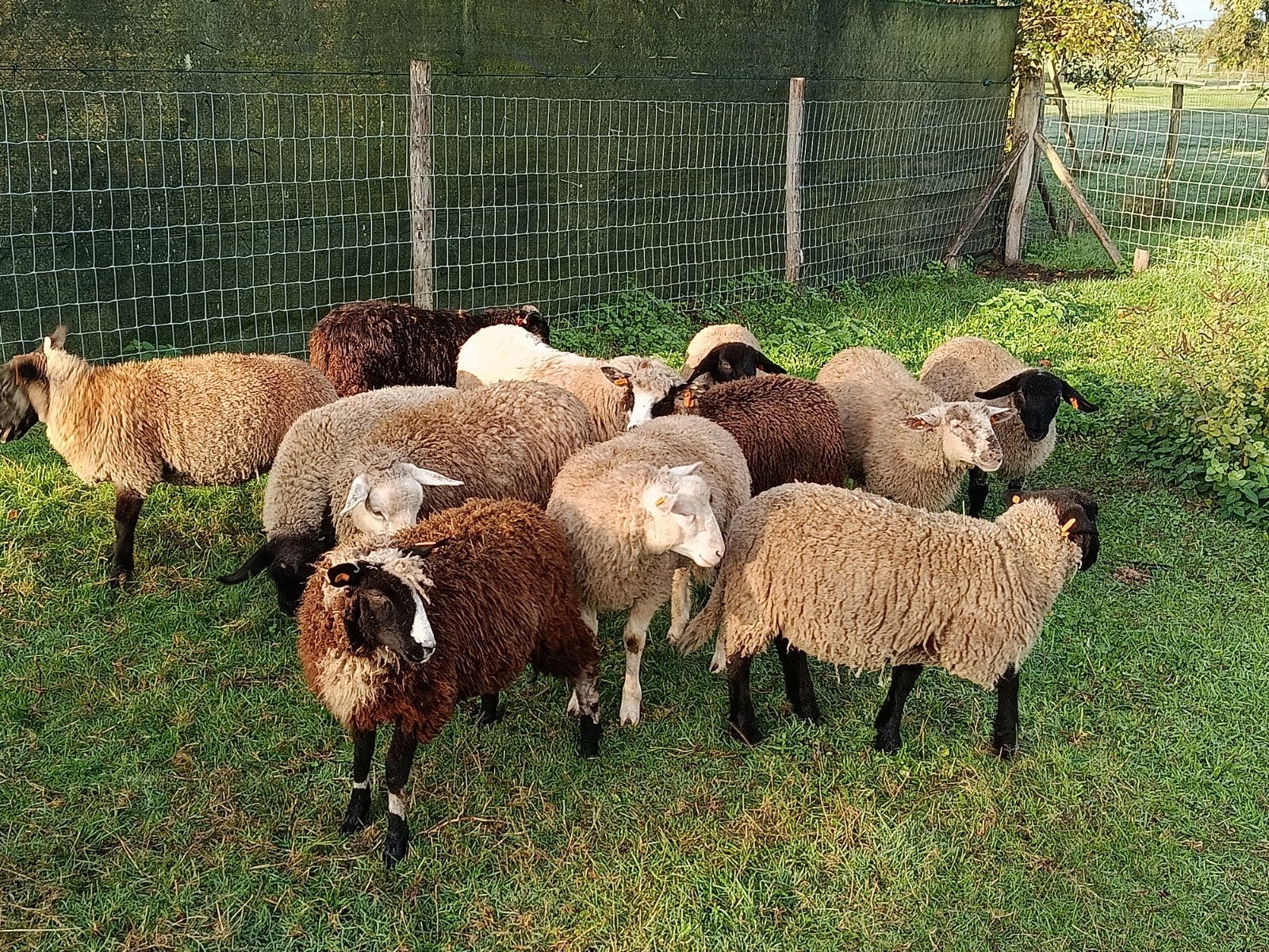 12 mooie weidelammeren, Dieren en Toebehoren