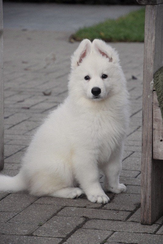 Langharige Zwitserse Witte Herder pups, Parvo, België, 8 tot 15 weken, Meerdere