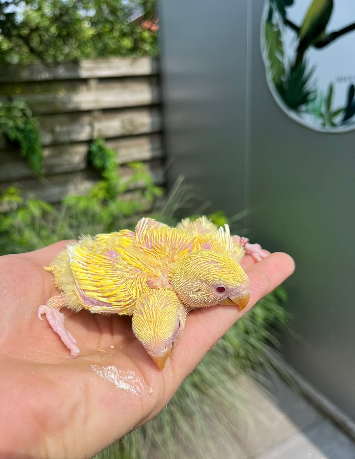 Handtamme dwergpapegaaien, Domestique