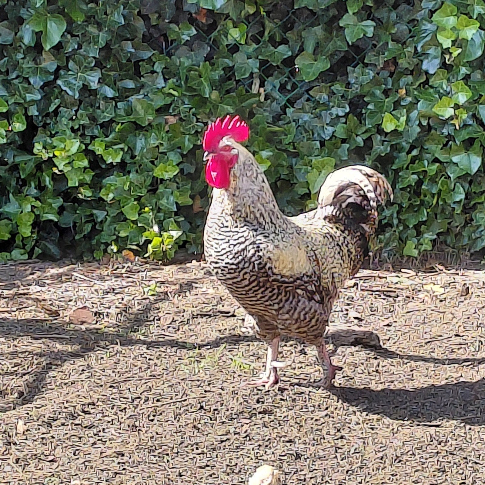 Hanen, Dieren en Toebehoren