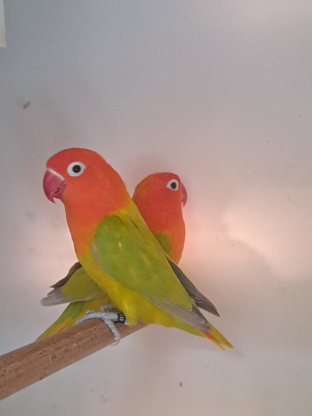 Dwergpapegaai(ficheri's) dilute opaline., Dieren en Toebehoren, Vogels | Parkieten en Papegaaien, Meerdere dieren, Dwergpapegaai of Agapornis