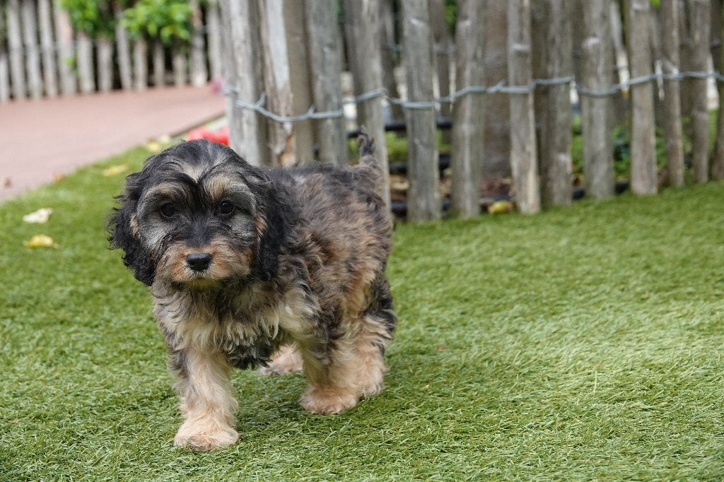 Prachtige Sable Cockapoo pups, België, CDV (hondenziekte), 8 tot 15 weken, Meerdere