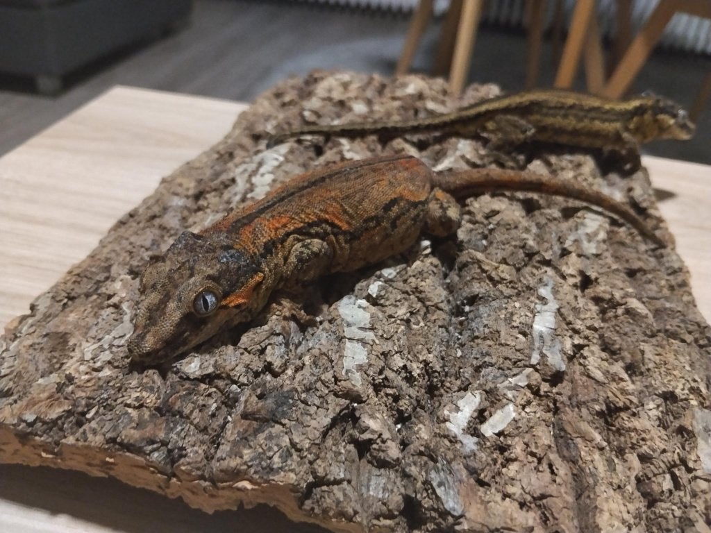Proven Gargoyle Gecko koppel + Terra 60x45x60, Lézard, Avec terrarium, 0 à 2 ans