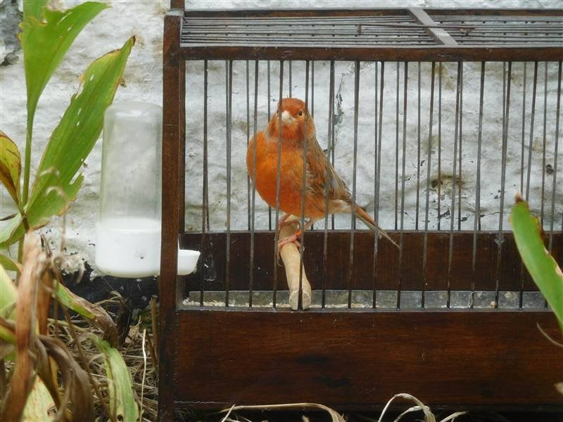 Kanarie roodagaat man, Dieren en Toebehoren, Mannelijk, Kleurkanarie