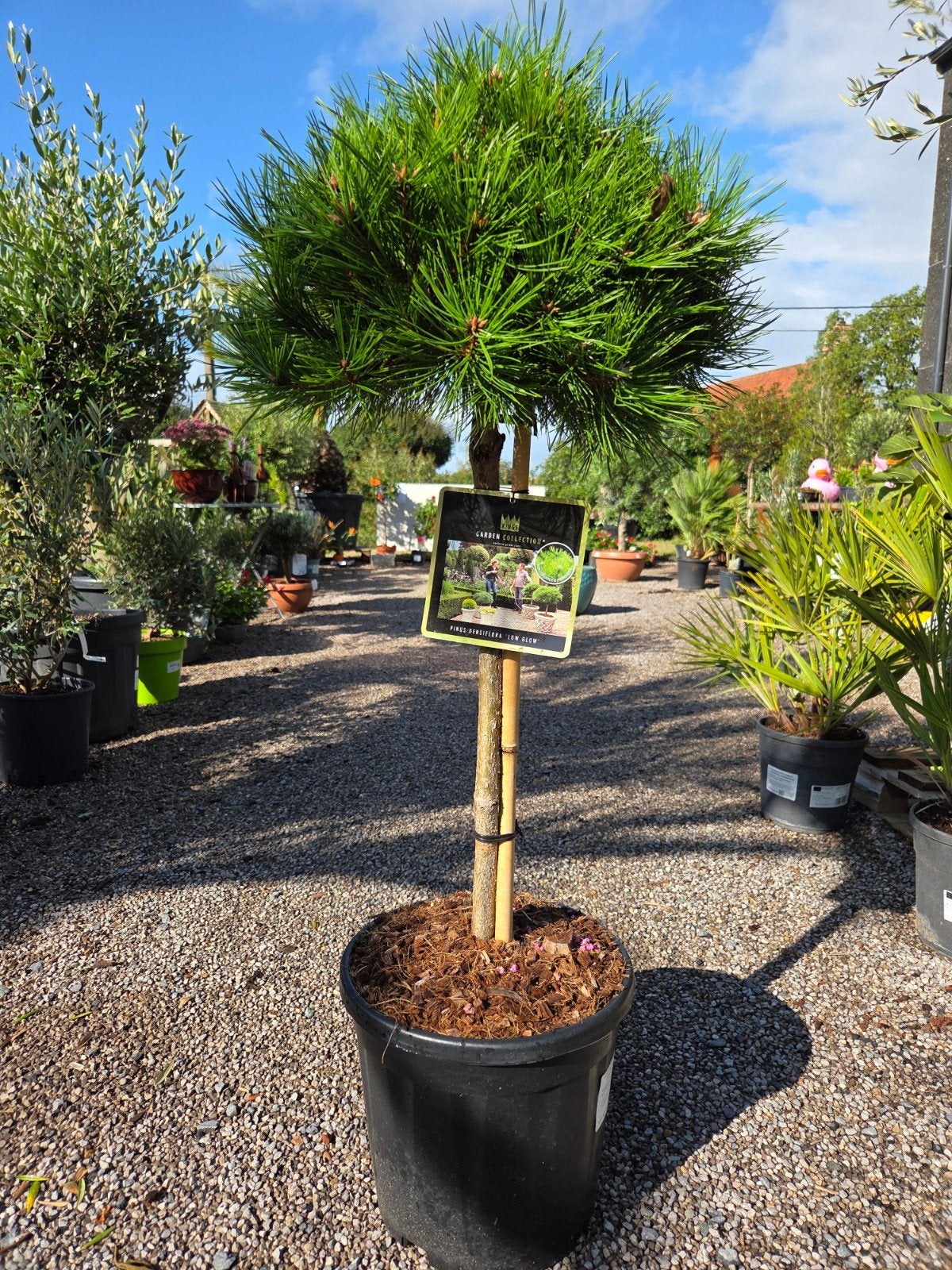 Pinus Densiflora Low op stam, Ophalen