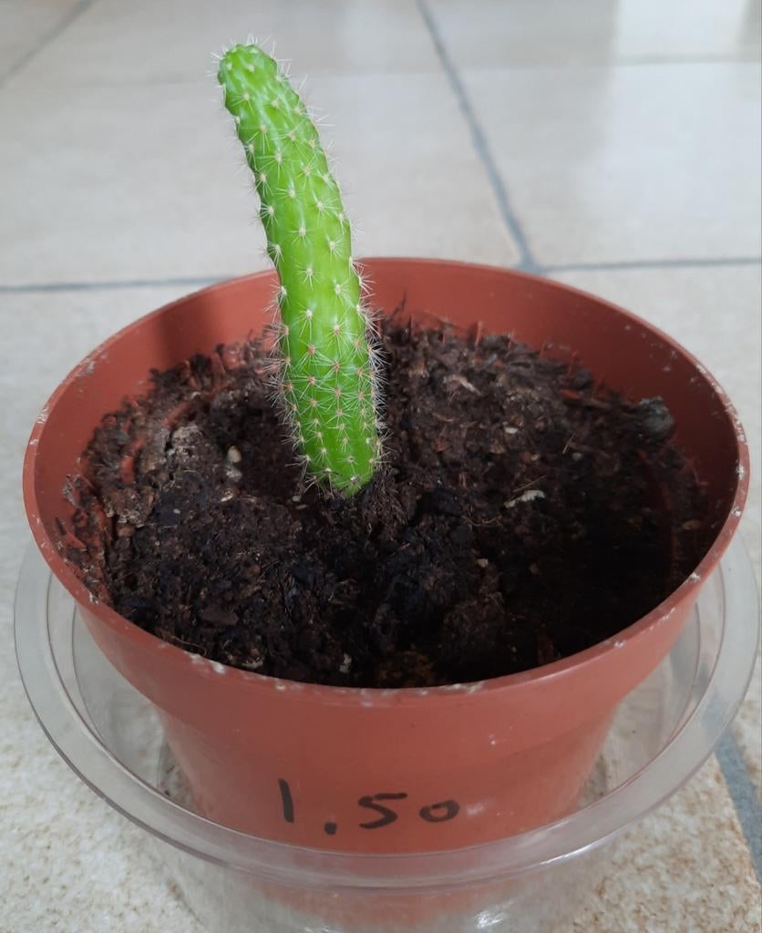 Cactus stekje, Huis en Inrichting, Kamerplanten, Ophalen, Cactus, Volle zon, Minder dan 100 cm