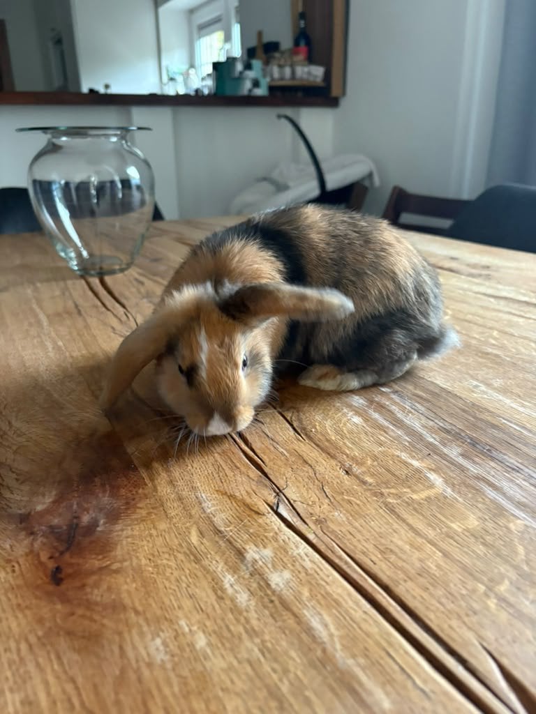 Baby konijntjes te koop, Dieren en Toebehoren, Meerdere dieren, Overige typen, Tam, September