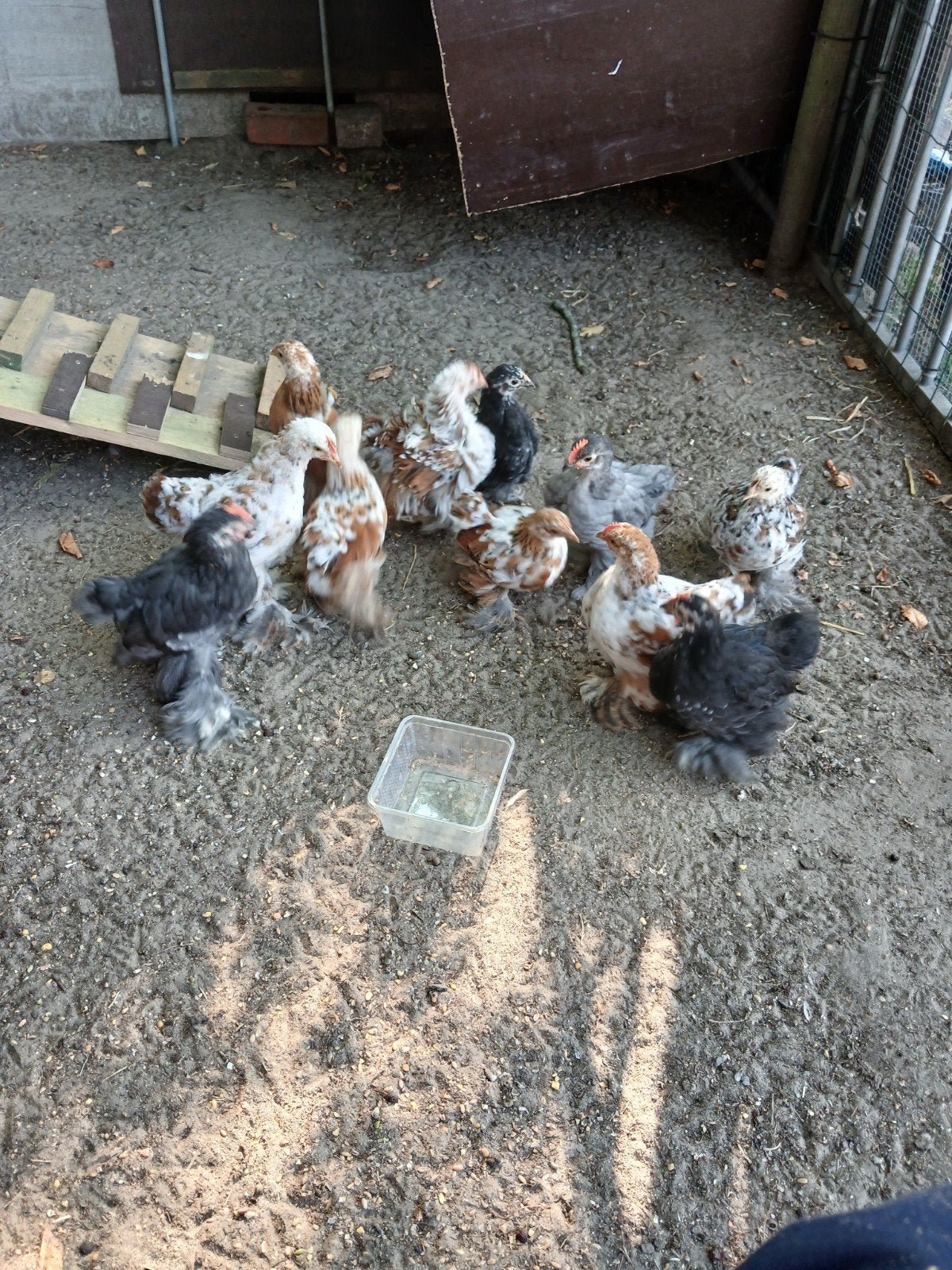 cochin kriel, Dieren en Toebehoren, Pluimvee