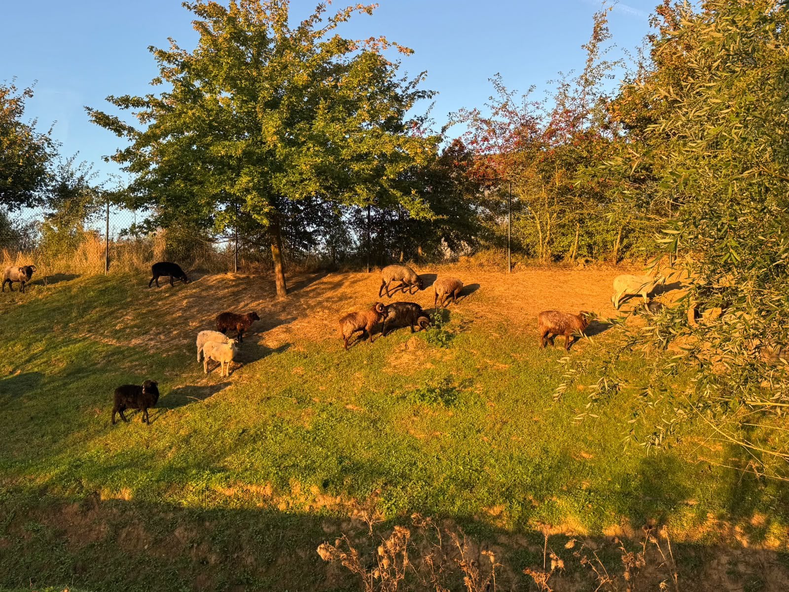 TE KOOP — LOT VAN 16 SCHAPEN VAN OUESSANT, Dieren en Toebehoren, Schaap