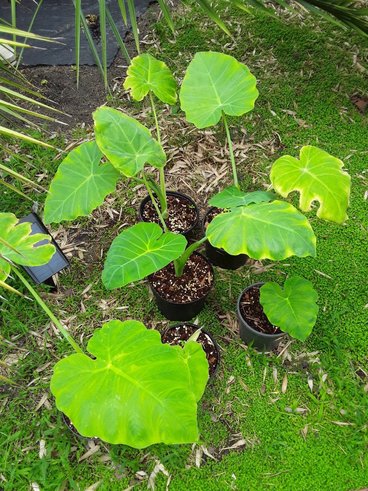 Leucocasia giganthea, Tuin en Terras, Planten | Tuinplanten, Ophalen of Verzenden