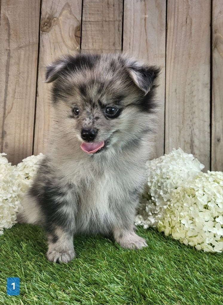 Chiot de Poméranie/Chiot pygmée/Chiot de petit loulou, Animaux & Accessoires, Chiens | Huskys, Loulous & Types primitifs, Plusieurs animaux
