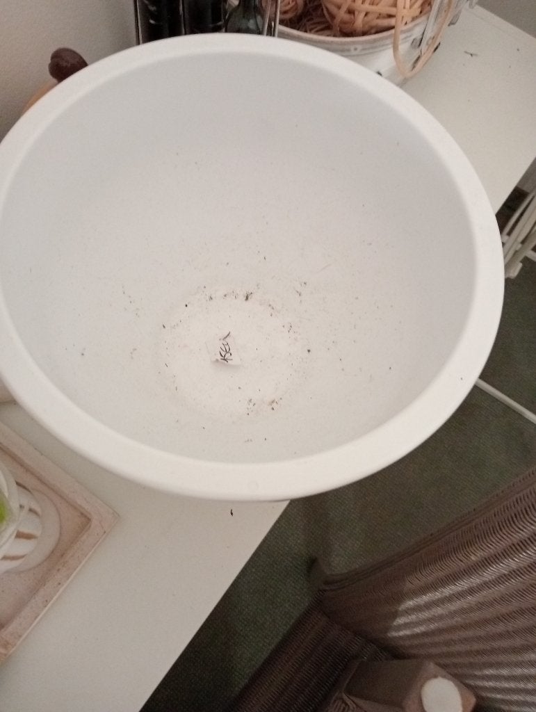 Grote bloempot, Tuin en Terras, Ophalen, Gebruikt, Binnen