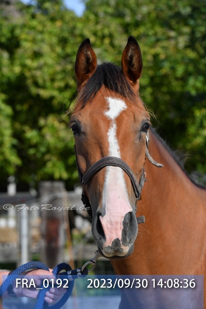 MERRIES BWP 7 EN 8 JAAR, Dieren en Toebehoren, Merrie, Springpaard, Met stamboom, 7 tot 10 jaar
