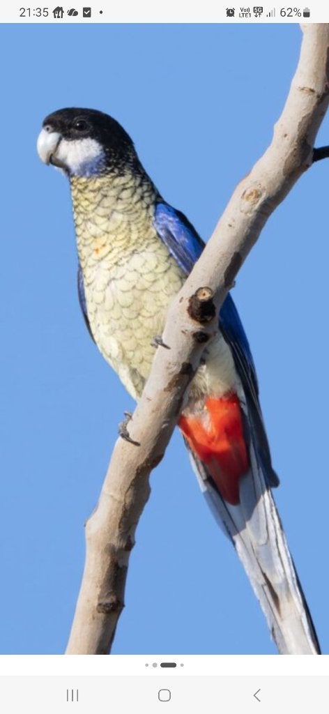 Brown rosella gezocht, Plusieurs animaux, Perruche, Bagué