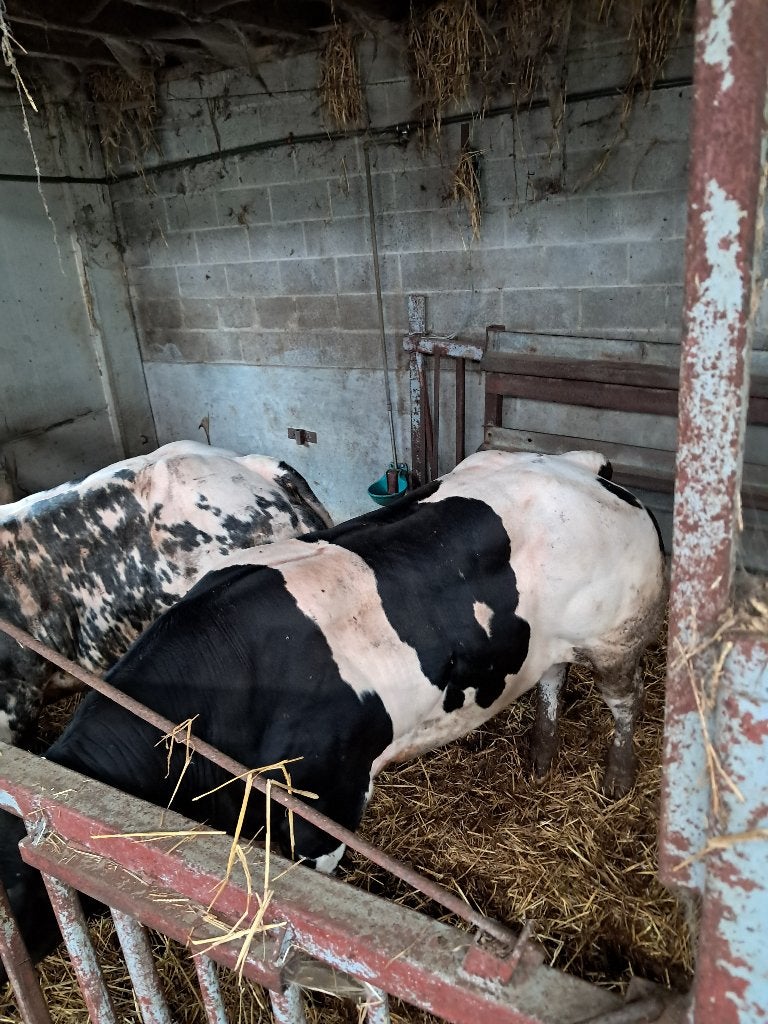 Dekstieren maine anjou, Dieren en Toebehoren