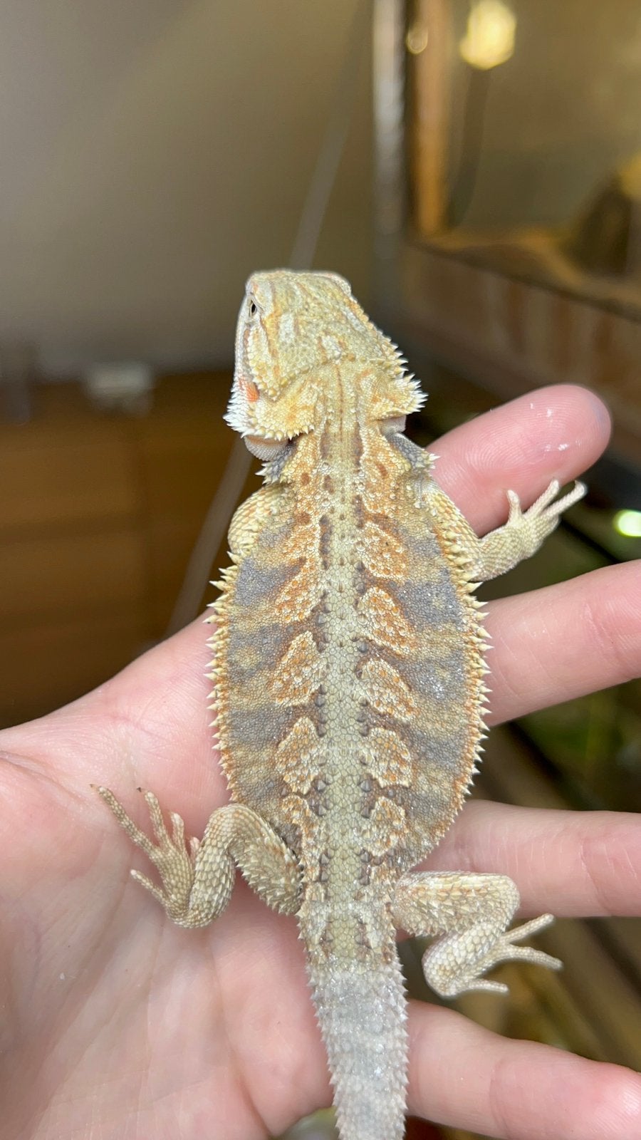 Citrus orange Hypo Blue Bar VROUWELIJK, Dieren en Toebehoren, Hagedis, Tam, 0 tot 2 jaar