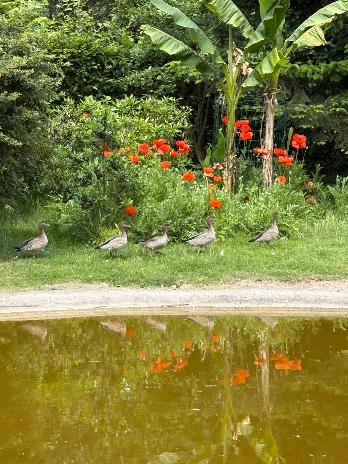 Manenganzen, Dieren en Toebehoren, Pluimvee, Meerdere dieren, Gans of Zwaan