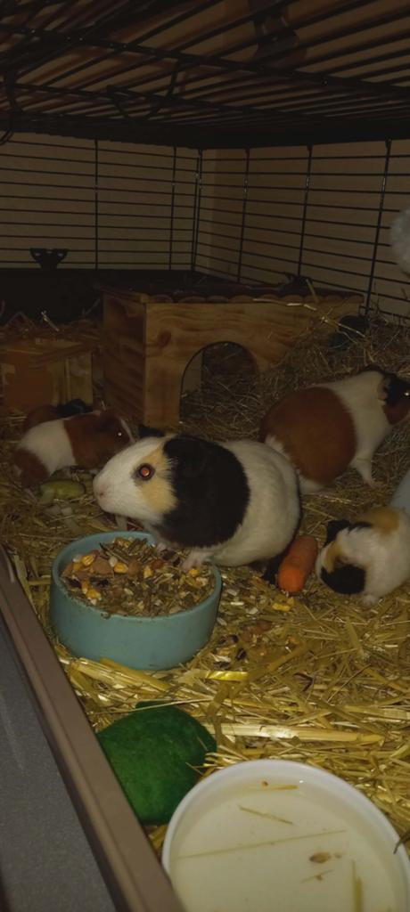 Cavia'tjes geboren 28 april, Cavia, April, Meerdere dieren, Tam