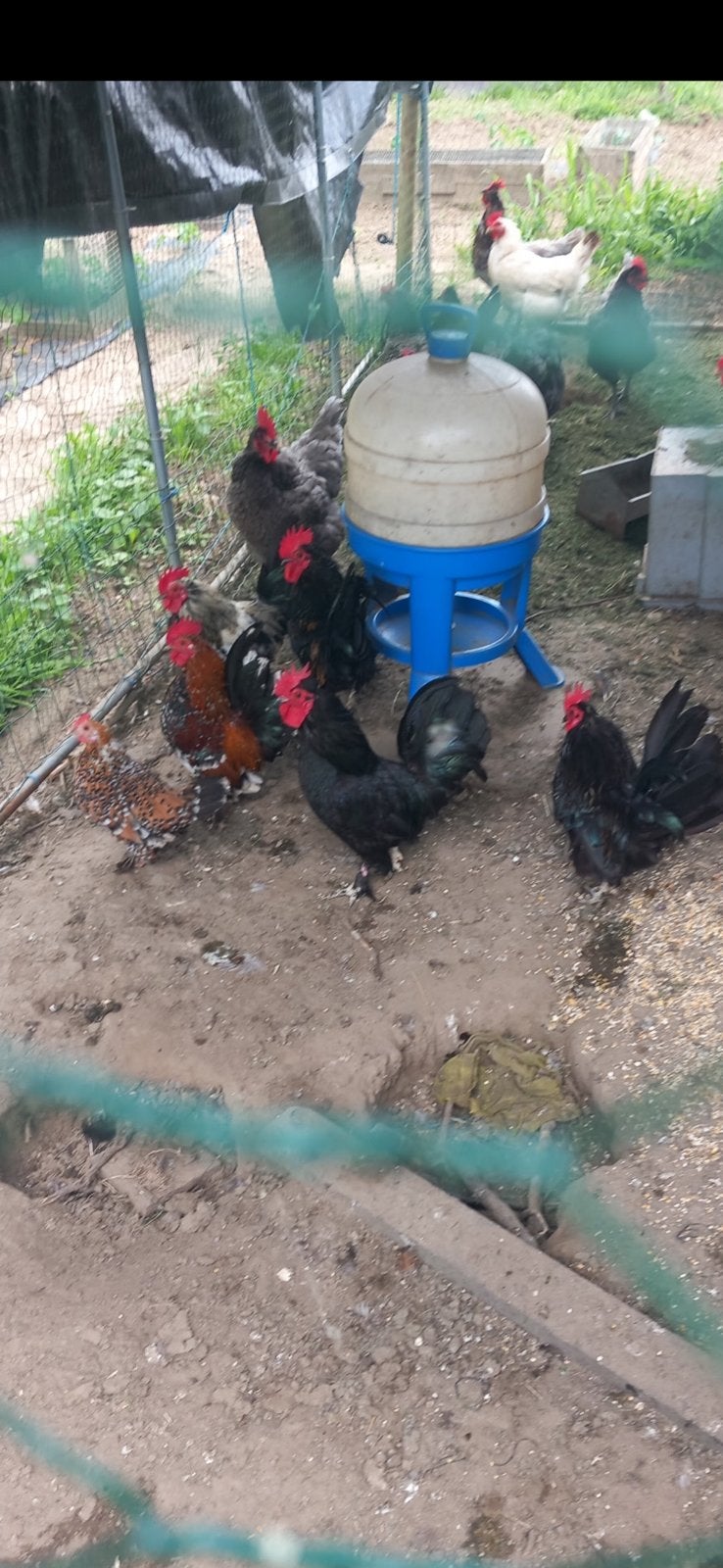 Sierhaanen, Dieren en Toebehoren, Pluimvee
