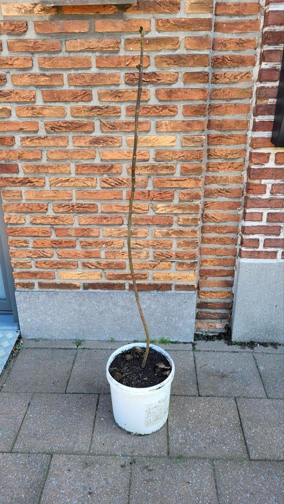 Bio vijgenboom (Winterhard), Tuin en Terras, Planten | Bomen, Ophalen