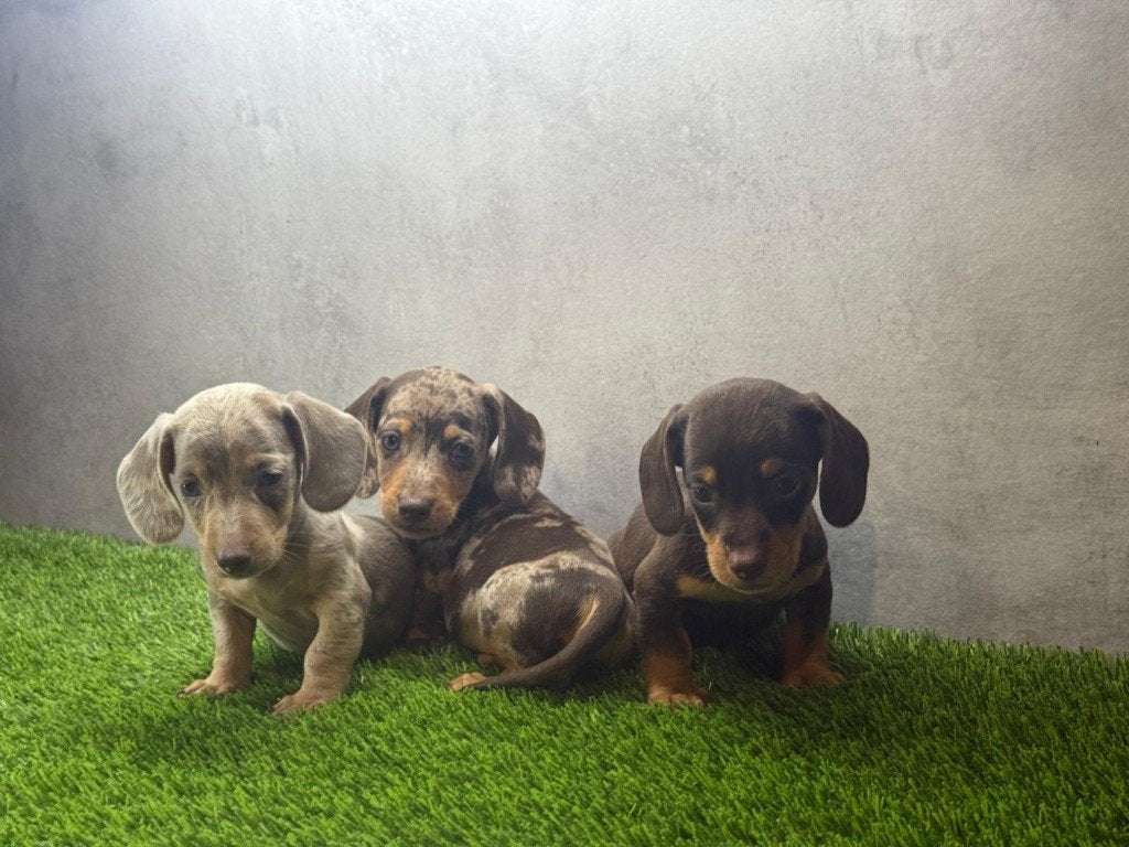 Dwergteckel pups eigen fok, Dieren en Toebehoren, België, Fokker | Hobbymatig, CDV (hondenziekte), 8 tot 15 weken