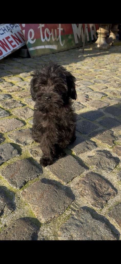 Zwarte yorkipoo puppy reutje, Parvo, België, Reu, 8 tot 15 weken