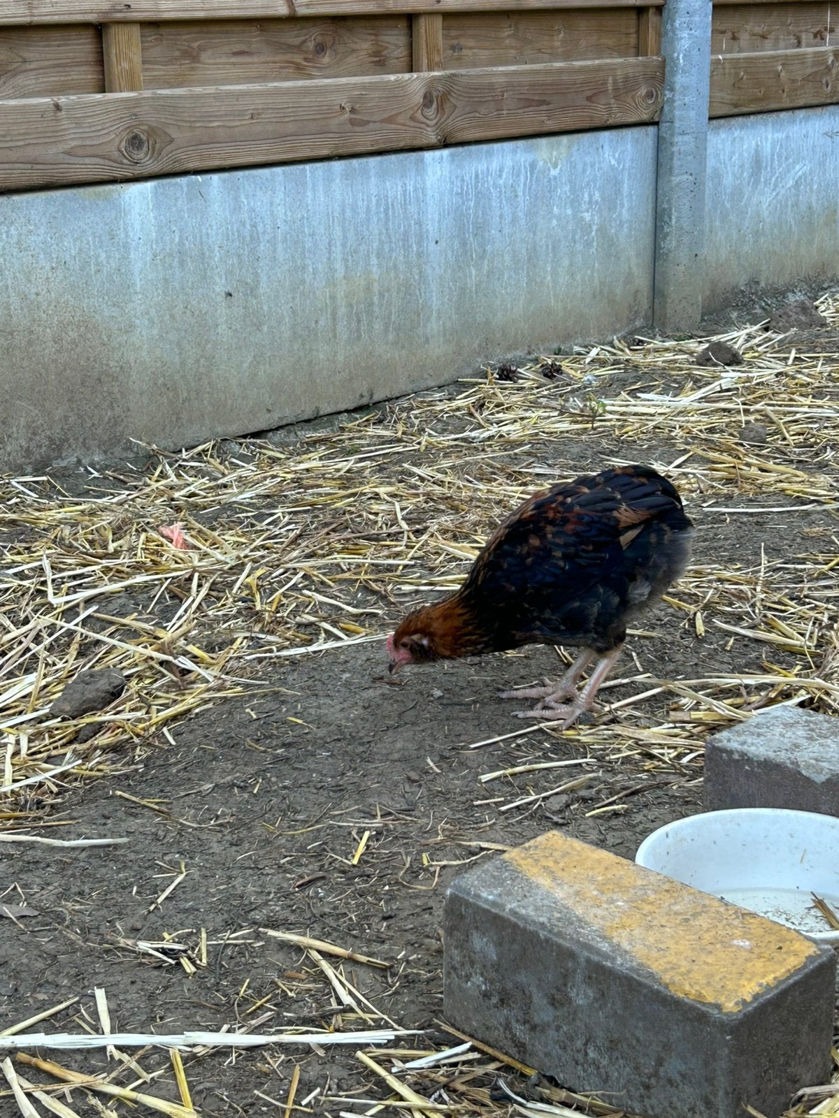 Araucana x legkip haantje, Mâle, Poule ou poulet