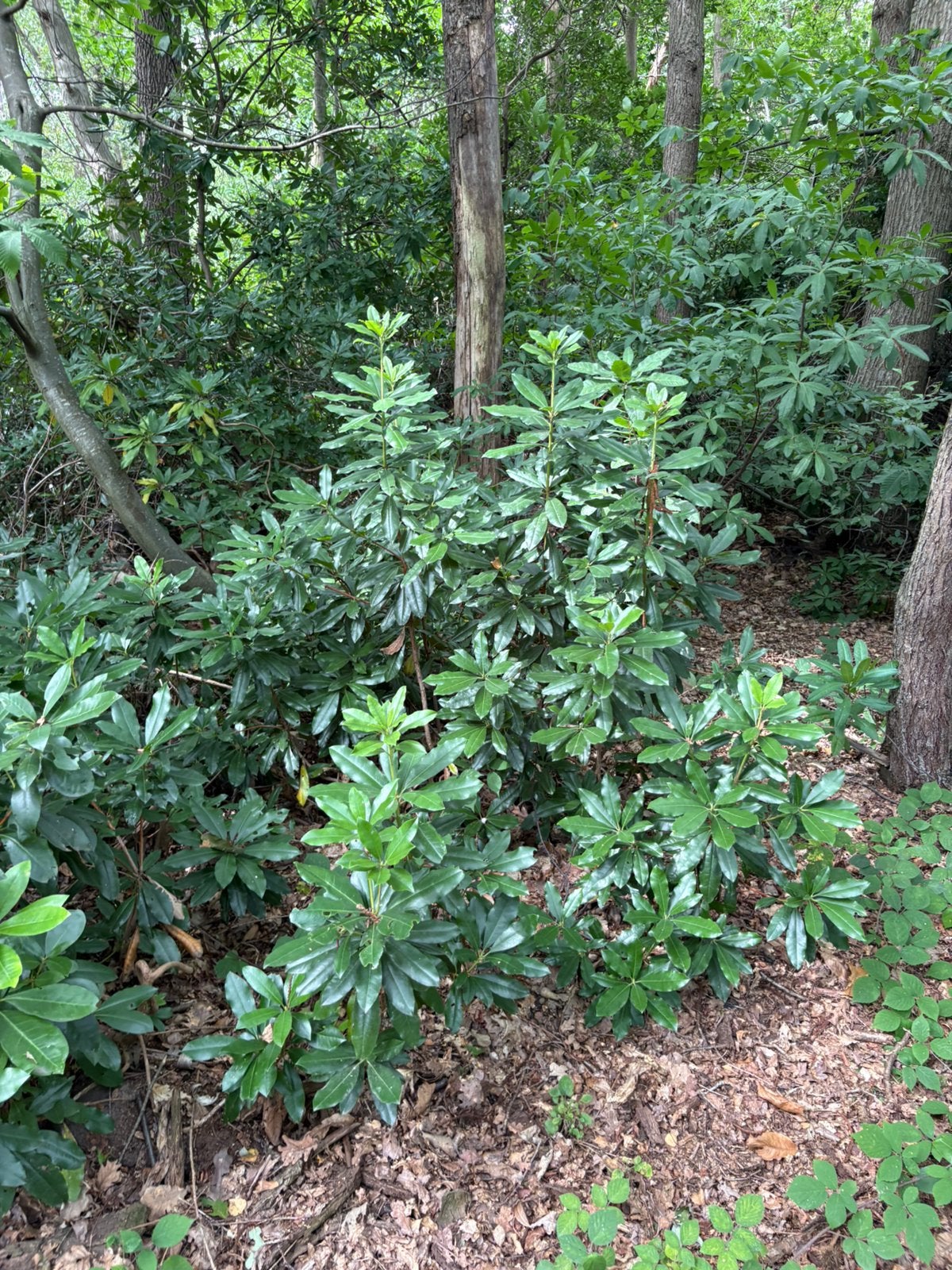 Rhododendron Ponticum, Jardin & Terrasse, Moins de 100 cm, Autres espèces, Enlèvement, Ombre partielle
