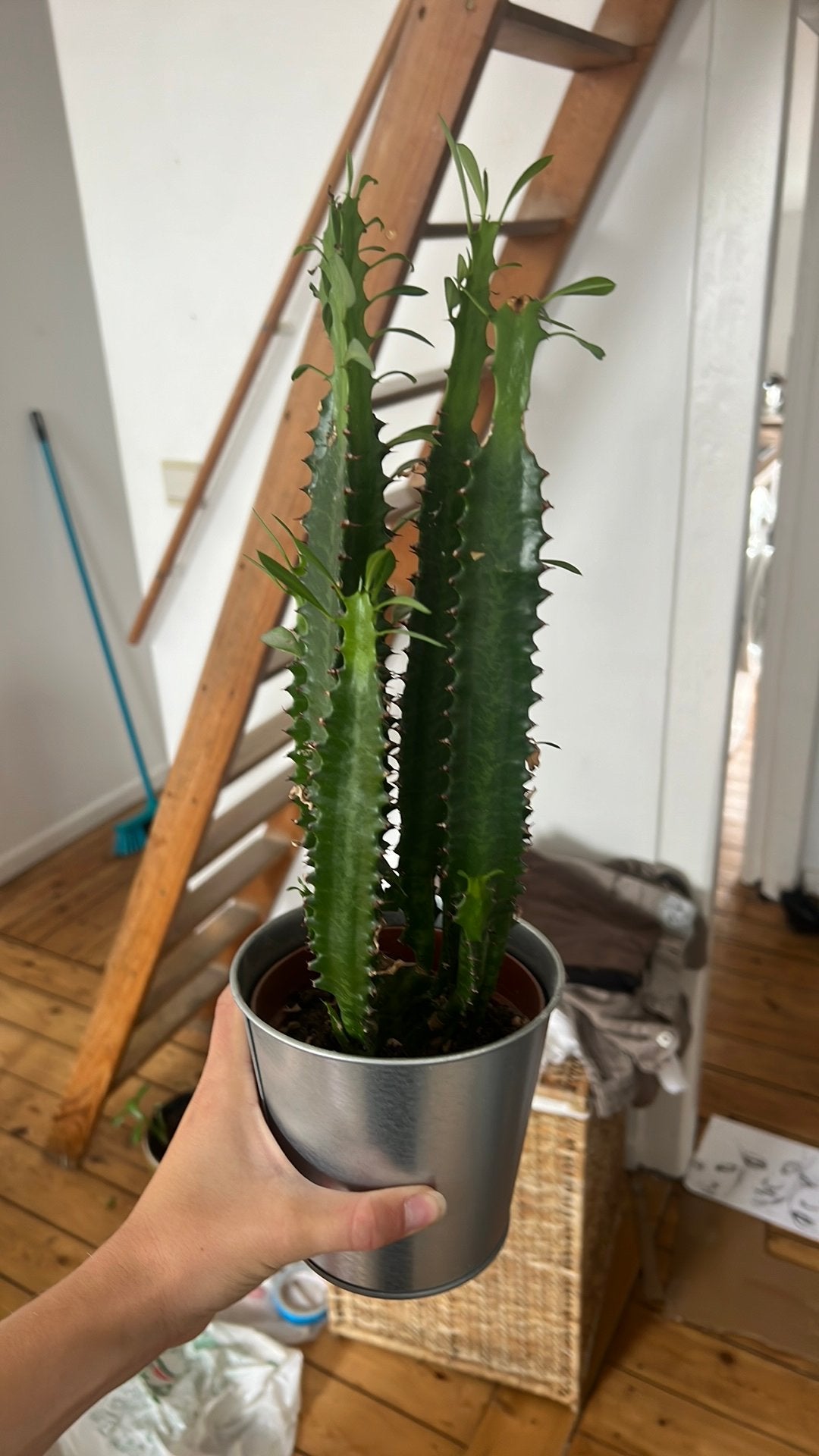 cactus plant with pot, Enlèvement, Cactus