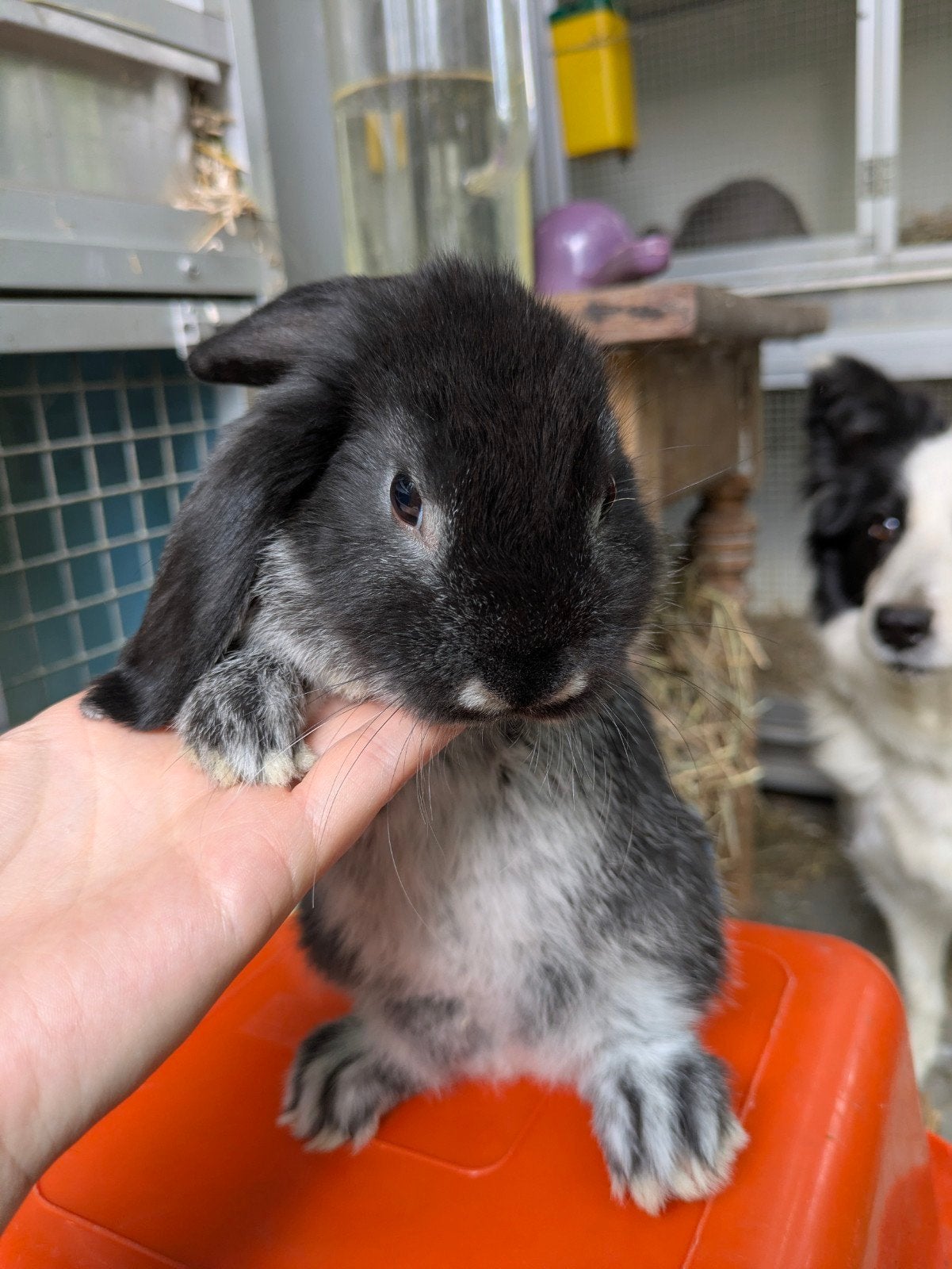 Nederlandse hangoor, Plusieurs animaux, Petit, Oreilles tombantes, 0 à 2 ans